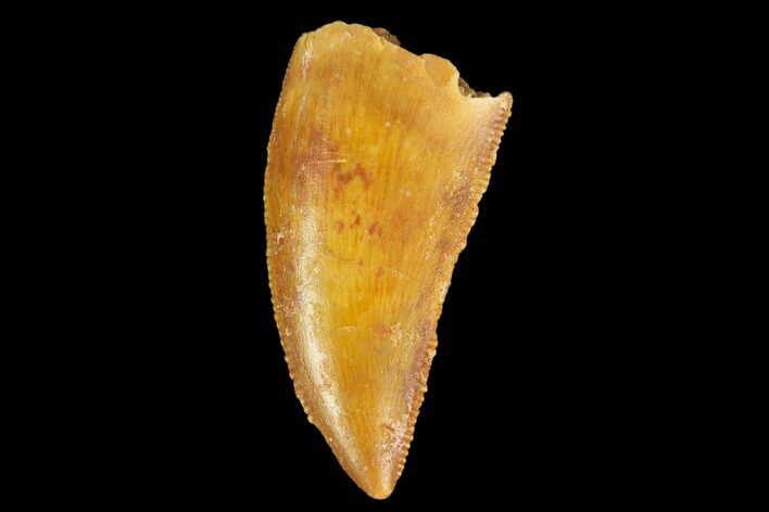 Serrated, Raptor Tooth - Real Dinosaur Tooth #127060